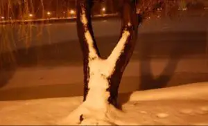 Ţara în care poţi să-ţi iei, oficial, zile libere din cauza zăpezii şi a gerului