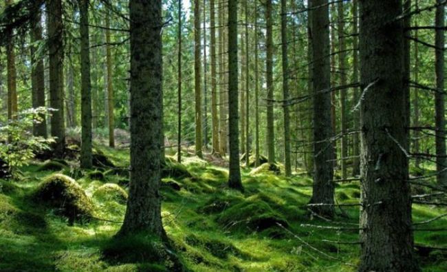 Proiect important! UE vrea să planteze 3 miliarde de copaci în 10 ani! Strategia include şi protejarea pădurilor virgine