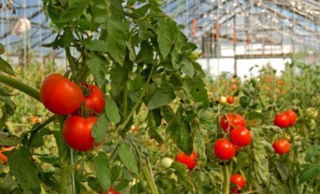 Nereguli grave în Programul „Tomate”. Dezastru descoperit de ministrul Agriculturii!