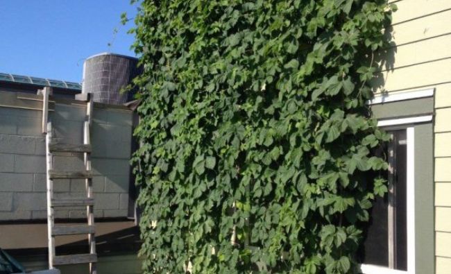 O capitală europeană cultivă hamei pentru bere pe zidurile clădirilor. Nu e nici din Cehia și nici din Germania
