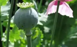 Producţia de opiu în Afganistan s-a prăbuşit