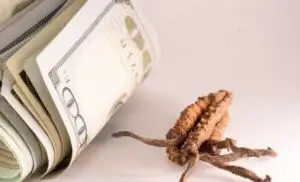 O ciupercă mai valoroasă decât aurul. Prețul unui kilogram este de 140.000 de dolari