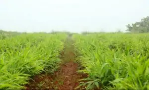 Planta miraculoasă care întăreşte sistemul imunitar. Este recunoscut drept cel mai vechi analgezic din lume