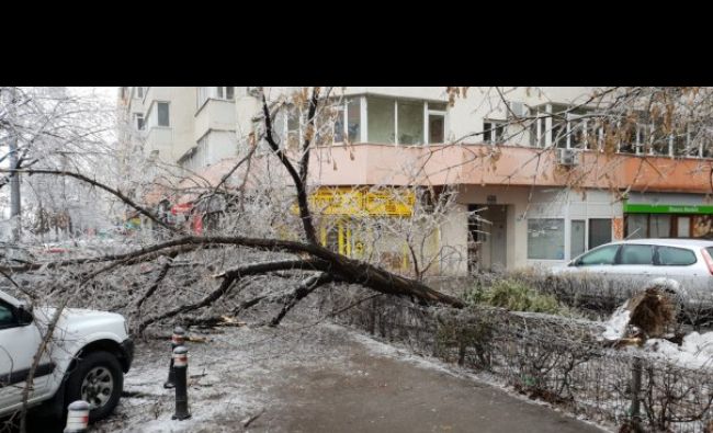 Vești excelente pentru acești români! Cine le va plăti reparația mașinilor distruse de copaci: Care sunt condițiile