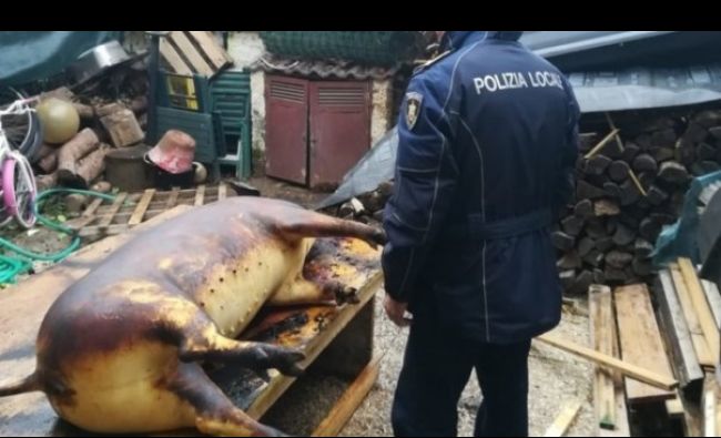 Pățania unor români din Italia care au tăiat porcul în curtea casei! Închisoare și amendă uriașă după ce au fost pârâți de vecini