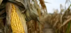 Rusia vrea să devină un mare exportator mondial de porumb. La grâu e numărul 1 mondial, după ce a devansat SUA