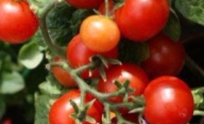 Rusia a eliminat embargoul asupra importurilor de tomate din Turcia