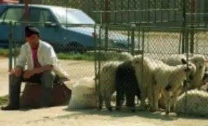 Crescătorii de animale: Piaţa neagră ne creează prejudicii financiare şi de imagine