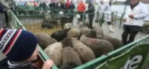 Ajutoare de stat de 32 milioane de lei în 2016 pentru crescătorii de animale