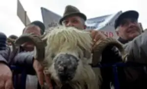 Un nou DEZASTRU pentru fermieri! Sute de animale vor fi sacrificate