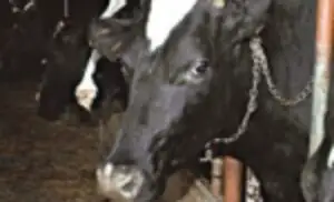 Ungaria va realua exporturile de bovine vii către Turcia