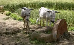 Peste 500 de comune din România au grade de sărăcie peste medie şi severe