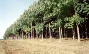 Romsilva investeşte 42 milioane lei pentru a planta peste 32 milioane de puieţi în primăvară