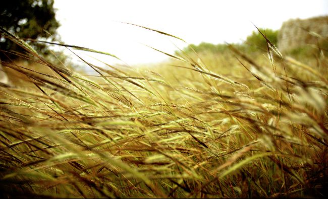 Exporturile de grâu din regiunea Mării Negre ar putea creşte cu 12%