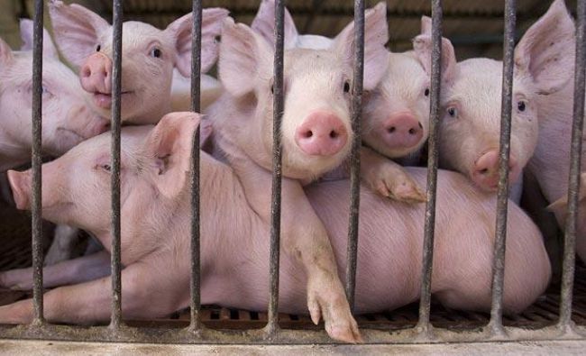Cum este afectat comerțul cu porci vii de suspendarea statusului de ţară liberă de pestă porcină clasică