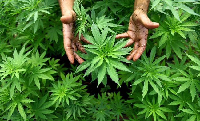 Țara care a legalizat consumul de marijuana pentru uz personal
