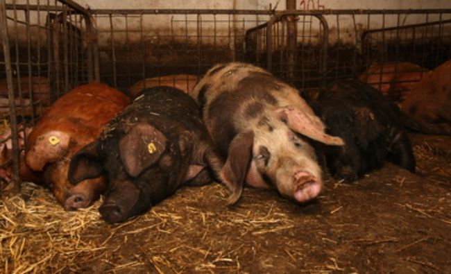 ULTIMA ORĂ! Persoanele ce şi-au pierdut locul de muncă în fermele afectate de pesta porcină, vor primi bani de la stat
