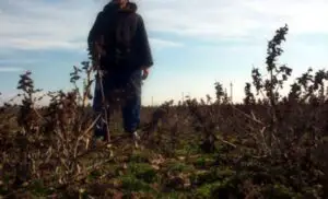 Un milion de hectare de teren cultivat au fost afectate de secetă şi îngheţ în 2016!. Statul plăteşte despăgubiri