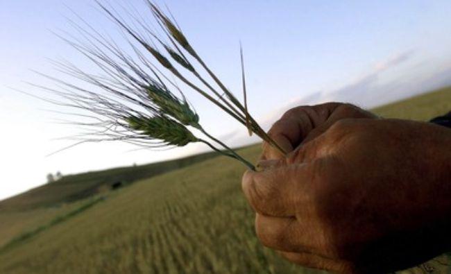 Ucraina are probleme cu transportul unei recolte record de cereale
