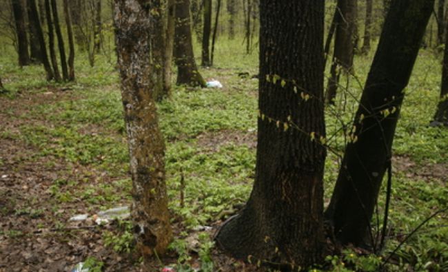 Schweighofer își vinde pădurile din România către suedezii de la GreenGold Group