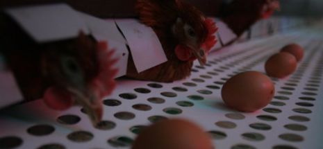 Ouăle mai ieftine cu 10%, la poarta fermei