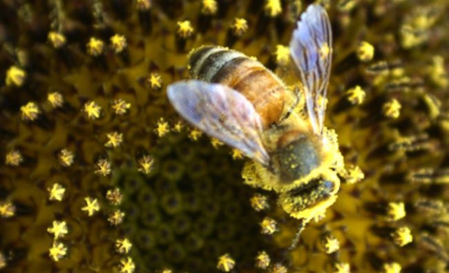 Până când mai pot apicultorii să depună cererile pentru obţinerea fondurilor din PNA