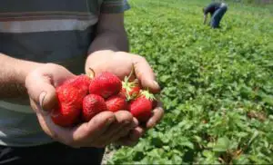 ANOFM: Locuri de muncă sezoniere la recoltarea căpşunilor în Spania