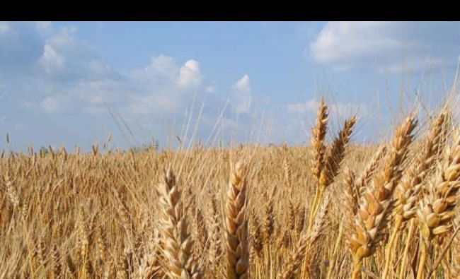 Regiunea Mării Negre a devenit primul exportator de cereale din lume, cu 20% din producţia globală