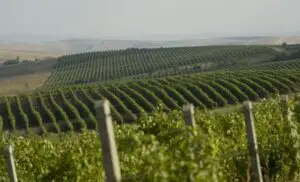 Producţia de vin a României, cea mai mare creştere din lume în 2016