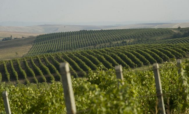 Producţia de vin a României, cea mai mare creştere din lume în 2016