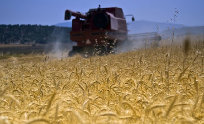 Rusia: Stocurile de grâu au atins un nivel record