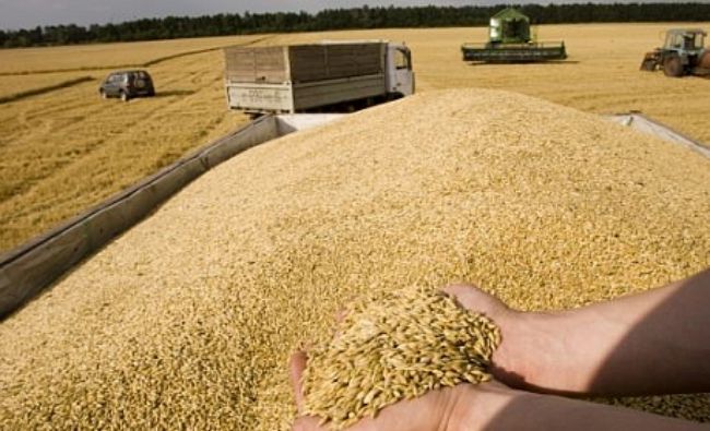 Marea Britanie este pe cale să devină importator net de grâu