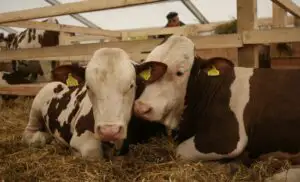 CCIR organizează: Oportunităţi de finanţare pentru dezvoltare rurală în Bulgaria, Croaţia şi România