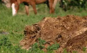 Revoluție în agricultură! Un producător român a găsit soluția pentru plantațiile fermierilor