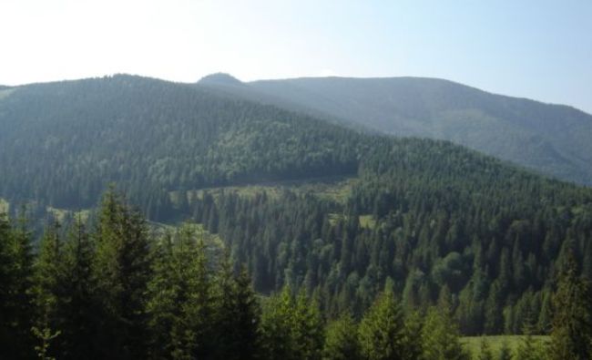 Pădurile private cu suprafeţe de până în 30 de hectare, păzite cu bani din bugetul de stat