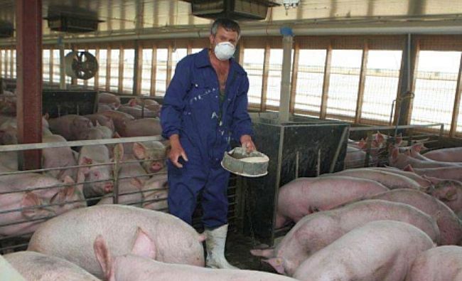 APCPR: Doar 40% din fermele comerciale din România pot exporta porci vii în UE