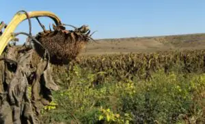 Seceta a lovit 300.000 de hectare. Cele mai afectate culturi: porumbul şi floarea-soarelui