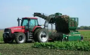 APIA acordă subvențiile pentru in, cânepă, tutun, hamei şi sfeclă de zahăr