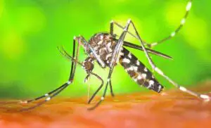 ALERTĂ Un virus care afectează mai multe țări tocmai a fost descoperit și în Italia