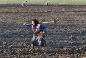 Fiecărui român îi revin 0,41 hectare din terenul arabil al ţării