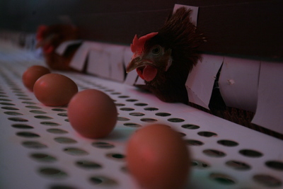 În perioada Sărbătorilor de Iarnă se vor vinde 150 milioane de ouă