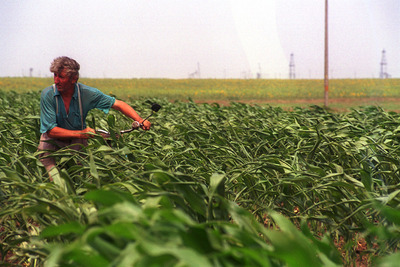 OTP vrea o creştere de 5-10% a finanţărilor din agricultură, prin lansarea a trei noi credite
