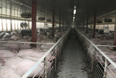 Carnea de porc se va scumpi de sărbători cu maximum 15%