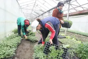 în această primăvară, legume autohtone puţine şi scumpe