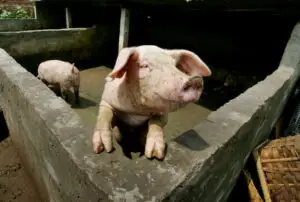 Anul viitor, România va exporta 20.000 tone carne de porc