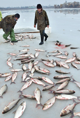 România scapă din năvod 200 de milioane de euro pentru pescuit