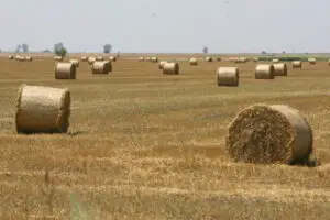 Egiptenii dau pe grâul românesc mai mult decât pe cel american sau franţuzesc. Iată de ce