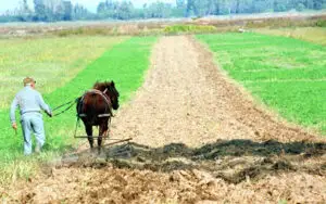 Statul motivează agricultorii să lucreze pământul: le dă încă 200 lei pentru fiecare hectar cultivat la toamnă