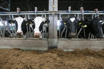 Numărul bovinelor sacrificate a scăzut în august, iar producţia de lapte de vacă a crescut în primele luni ale anului