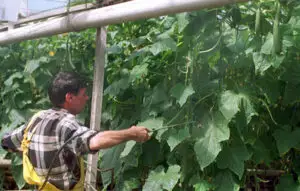 Sin, ASAS: Institutele de cercetare din agricultură au datorii de o sută milioane lei